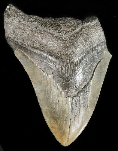 Bargain, Megalodon Tooth - South Carolina #47603